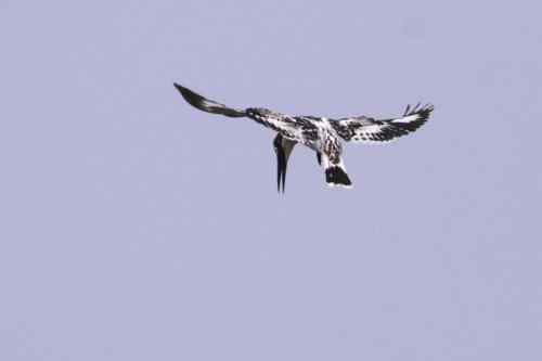 武汉鸟人爱上斑鱼狗