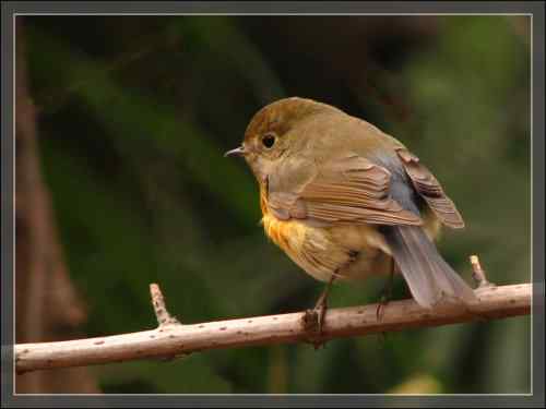 后花园的红胁蓝尾鸲