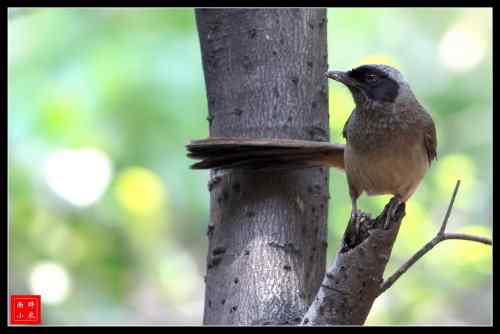 黑脸噪鹛 武汉观鸟会徽标