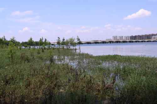 武汉杨桥湖风光 鸟类繁多