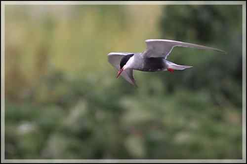 须浮鸥 东湖渔场