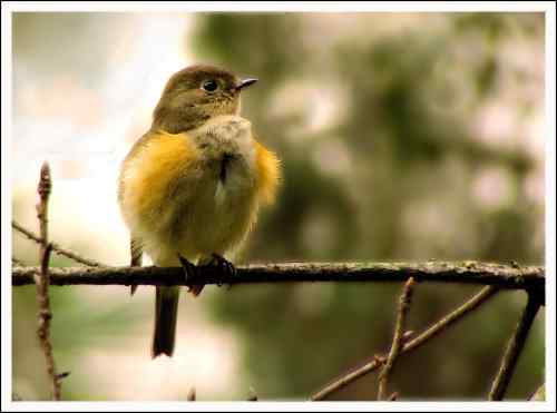 后花园的红胁蓝尾鸲
