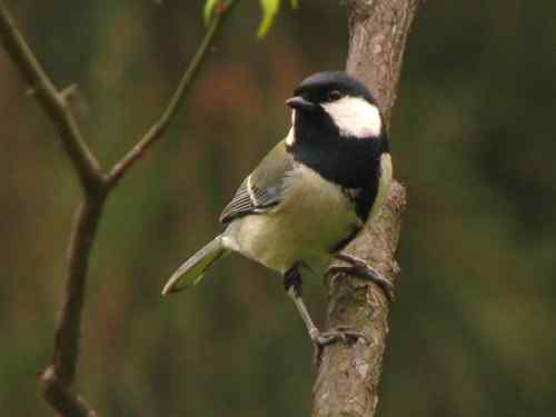 吃虫子的大山雀