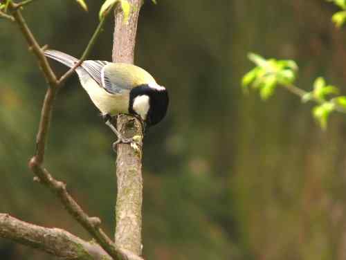 吃虫子的大山雀