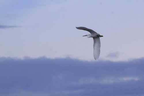 鹭舞九天 鹭舞九天