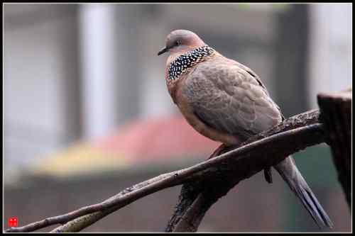山斑鸠和珠颈斑鸠