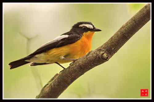 白眉姬鹟 武汉植物园 白眉姬鹟 武汉植物园