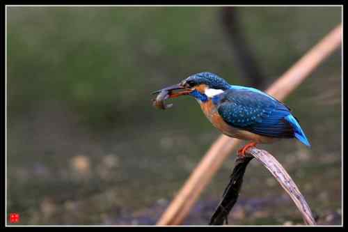 小翠: 我的童年记忆 也叫翡翠