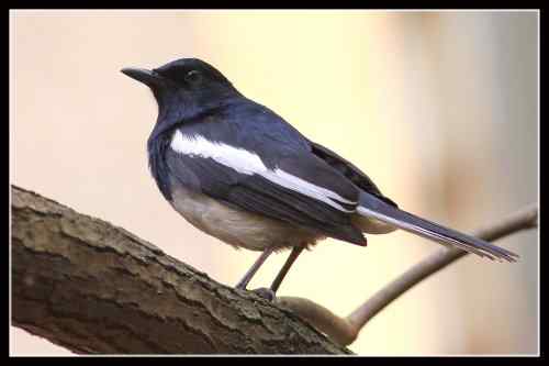 鹊鸲蹦蹦跳 武汉东湖观鸟