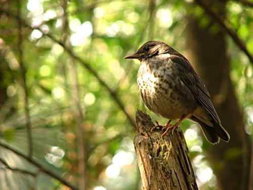 乌灰鸫的一家 武汉