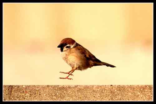 春忙的小麻雀 不再是四害