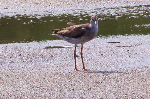 湖北湿地的红脚鹬 就一只