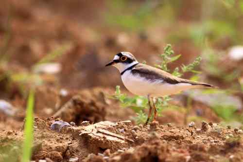 金眶鸻和长嘴剑鸻 很好区分
