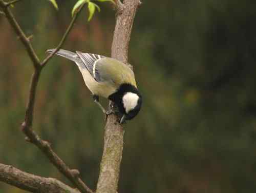 吃虫子的大山雀