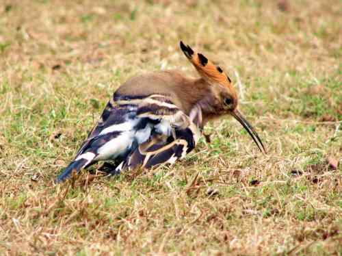抓痒痒的戴胜 记得勤洗澡