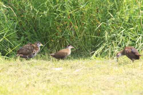 红脚苦恶鸟：感谢新疆鸟类摄影师穗穗红！