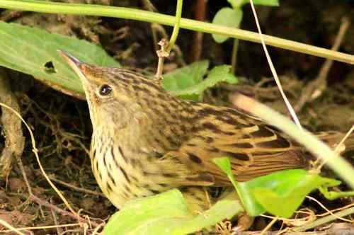 太阳下山前捡到的一只小鸟——矛斑蝗莺