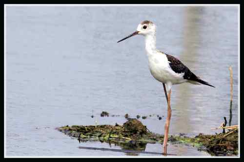 长腿娘子 黑翅长脚鹬