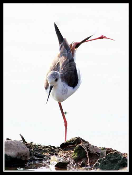 长腿娘子 黑翅长脚鹬