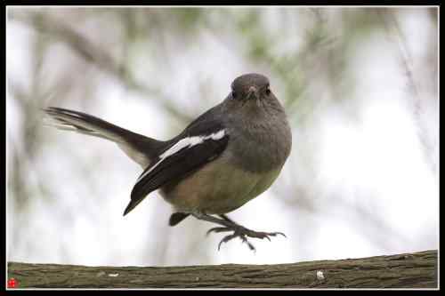 鹊鸲蹦蹦跳 武汉东湖观鸟