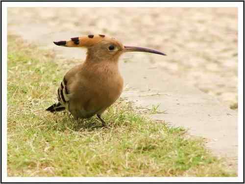 草地精灵,先从戴胜说起... 草地精灵,先从戴胜说起...
