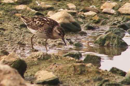 武汉谭湖的长趾滨鹬