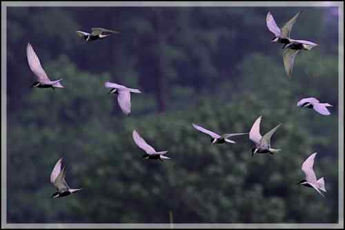 须浮鸥 东湖渔场