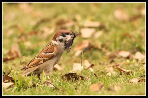 春忙的小麻雀 不再是四害