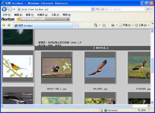 鹊鸲起篓子 武汉