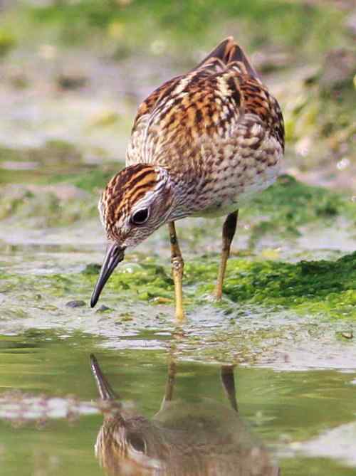 谭湖附近再拍长趾滨鹬 谭湖附近再拍长趾滨鹬