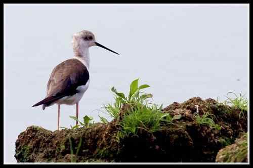 长腿娘子 黑翅长脚鹬