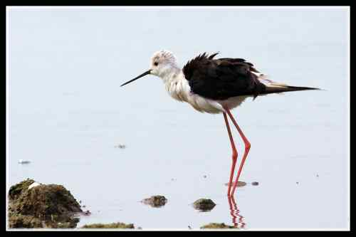 长腿娘子 黑翅长脚鹬
