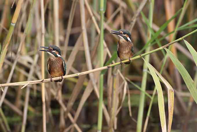 小小翠鸟，哥俩好，真可爱