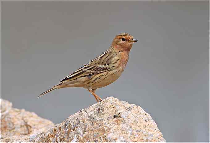 迁徙的季节又来了 红喉鹨