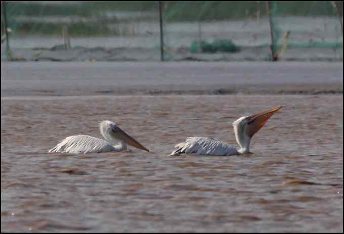 惊鸿一瞬间 东方白鹳！