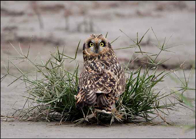 短耳鸮（short earedowl）