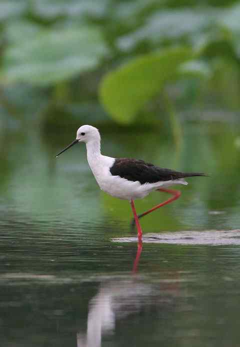 魔鬼身材的黑翅长脚鹬