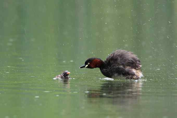 小鸊鷉一家的幸福生活