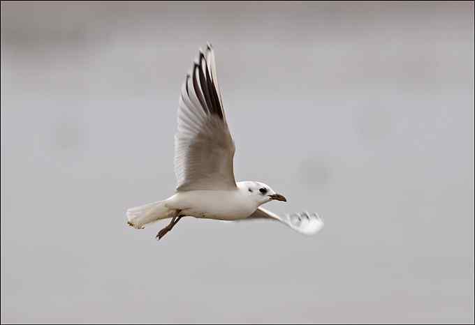 吃沙蚕的黑嘴鸥：我扯我扯，我扯扯扯！
