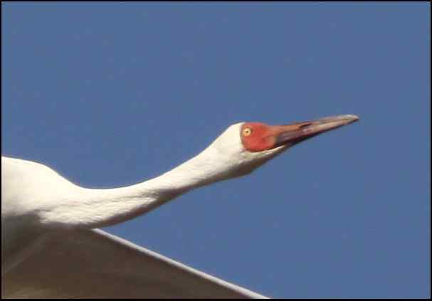 惊鸿一瞬间 东方白鹳！