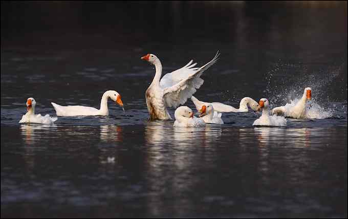 在小山村里拍家鸭家鹅