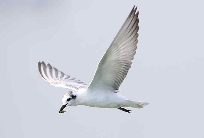 白翅浮鸥是燕鸥的一种