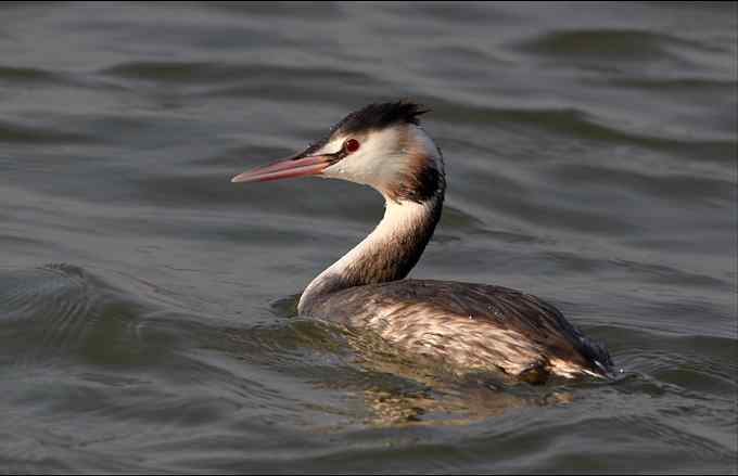 凤头鸊鷉 真的觉得它好妩媚