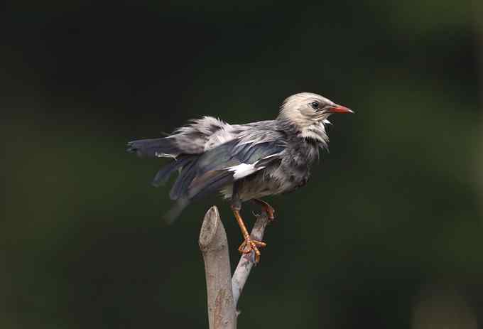 啄木鸟——婺源拍鸟系列之三 啄木鸟——婺源拍鸟系列之三
