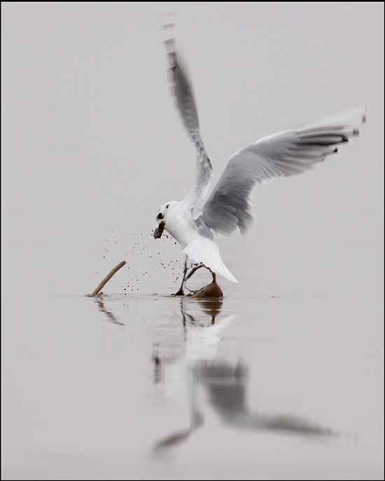 吃沙蚕的黑嘴鸥：我扯我扯，我扯扯扯！