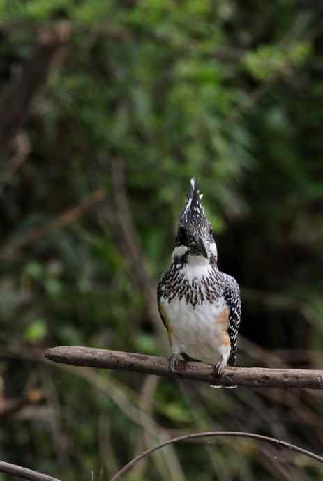 鱼狗与蜂虎——董寨拍鸟系列之二