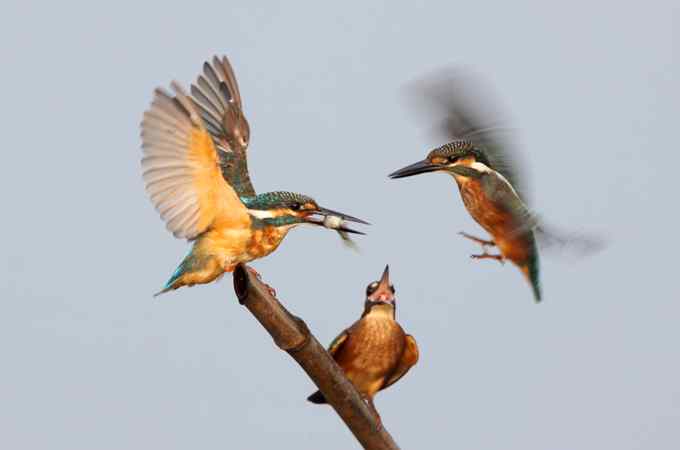 小翠鸟争鱼 摄影师拍鸟最富戏剧性的一瞬间