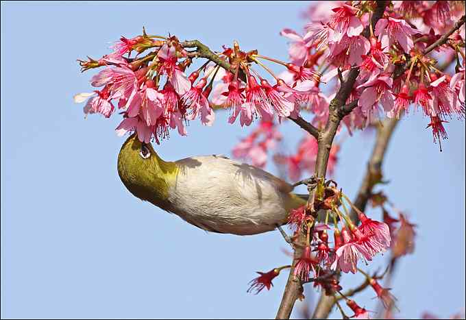 暗绿绣眼鸟与樱花的香吻