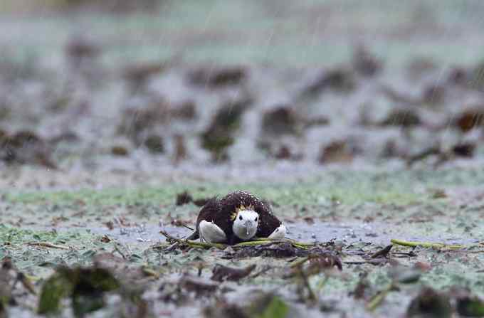 水雉 水凤凰的故事