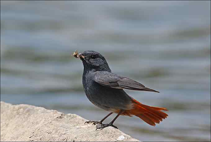 红头长尾山雀叼着一只蜘蛛！